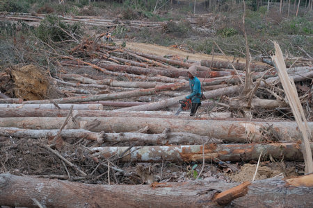 Kuantan, Malaysia - August 11th, 2022 : A lumberjack working without safely equipment protection  in Kuantan.のeditorial素材