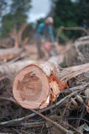 Kuantan, Malaysia - August 11th, 2022 : A lumberjack working without safely equipment protection  in Kuantan.のeditorial素材