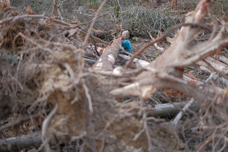 Kuantan, Malaysia - August 11th, 2022 : A lumberjack working without safely equipment protection  in Kuantan.のeditorial素材