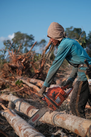 Kuantan, Malaysia - August 11th, 2022 : A lumberjack working without safely equipment protection  in Kuantan.のeditorial素材