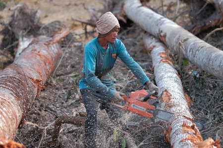 Kuantan, Malaysia - August 11th, 2022 : A lumberjack working without safely equipment protection  in Kuantan.のeditorial素材