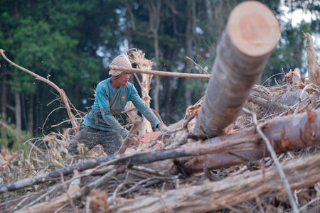 Kuantan, Malaysia - August 11th, 2022 : A lumberjack working without safely equipment protection  in Kuantan.のeditorial素材