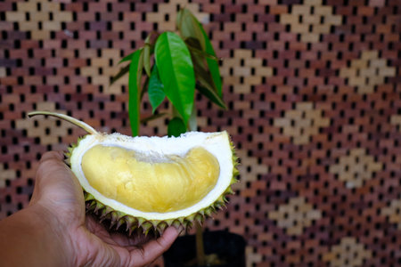 Fresh durian fruit on hand, Durian is a king of fruit.