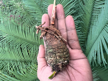 Burdock root in hand on the background of palm leaves.の写真素材