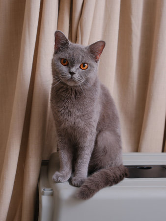 Portrait of a British short-hair cat with curtains on the backgroundの写真素材