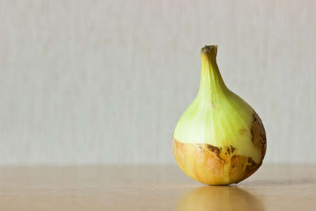 Fresh onion bulbの写真素材