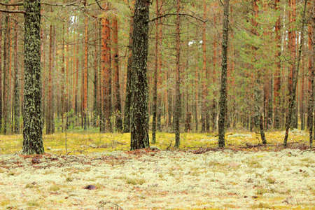 Autumn pine forest with mossの写真素材