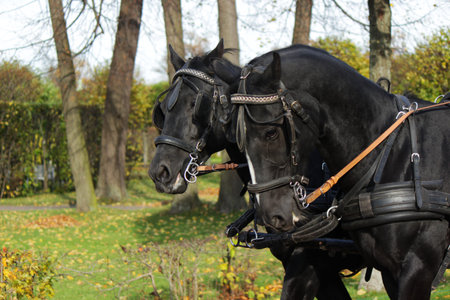 Two black horsesのeditorial素材