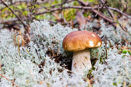 Edible cep mushroom boletus edulis in moss. Selective focusの写真素材
