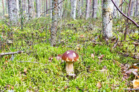 Edible cep mushroom boletus edulis in forestの写真素材