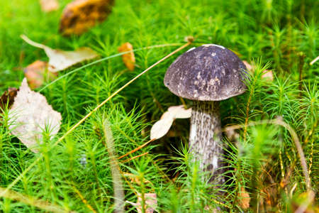 Edible cep mushroom boletus edulis in green mossの写真素材