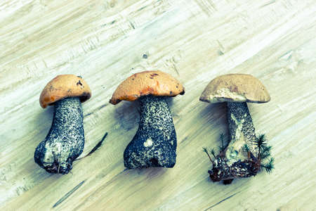 Fresh forest mushrooms on wooden background. Image with vintage filterの写真素材