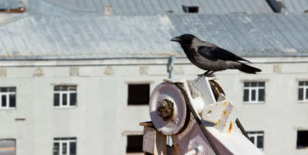 ?row on craneのeditorial素材