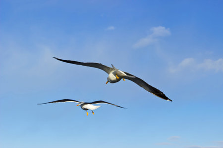Pair of seagulls in the sky