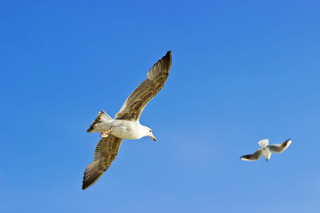 Pair of seagulls flying in the sky