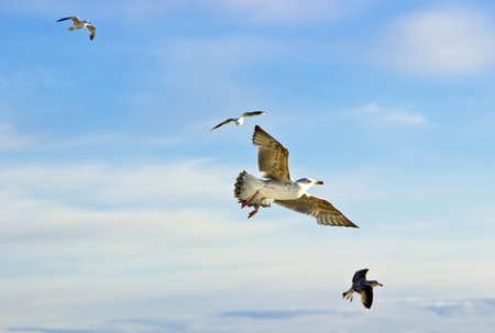 Seagulls flying in the blue sunny sky over the coast of Baltic Seaの写真素材