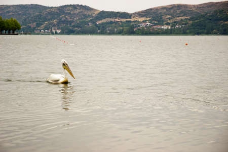 Pelican floating on the lakeの写真素材