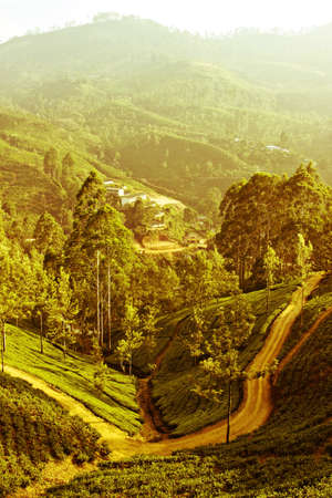 Tea fields in Nuwara Eliya, Sri Lanka, Ceylon. Vintage style toned imageの写真素材