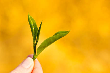 Hand holding green tea leafの写真素材