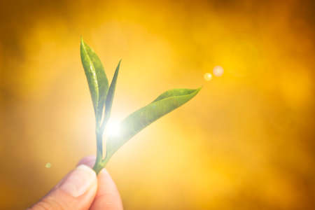 Hand holding green tea leaf. Image with vignette effect and sunbeamの写真素材
