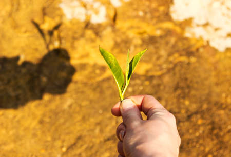 Hand holding green tea leaf. Horizontal image with shadowの写真素材