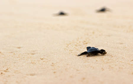Little baby turtles on their free way to the sea. Close upの写真素材