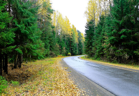 Autumn forest road in sunriseの写真素材
