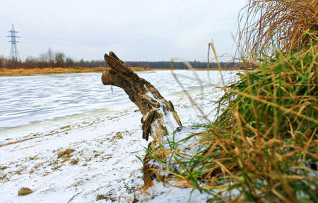 Landscape: old tree looks like dog on shore of frozen river with dry gras in early winterの写真素材