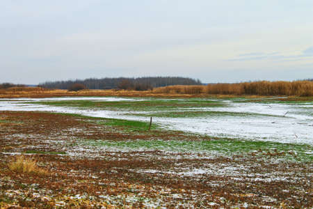 The picturesque landscape of the freezing river and dry grass on snowy shore on a sunny day in early winterの写真素材