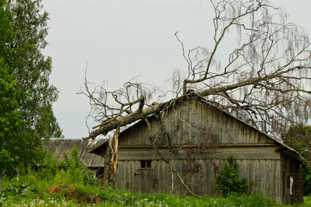 Large old tree falls on and destroys a small houseの写真素材