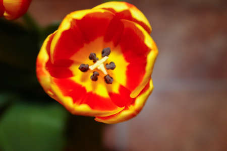 Orange yellow tulip close upの写真素材