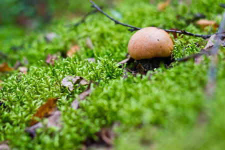Forest mushroom boletus in the moss