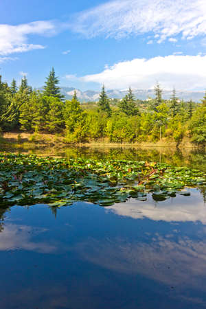 Summer tranquil landscapeの写真素材