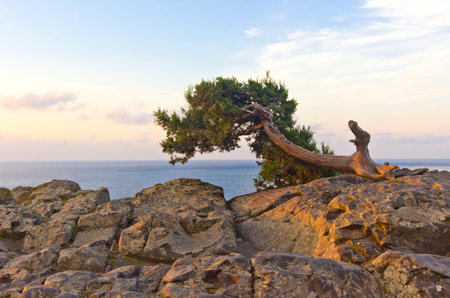 Alone pine tree growing on the top of rock with Black sea background. Beautiful sunrise time