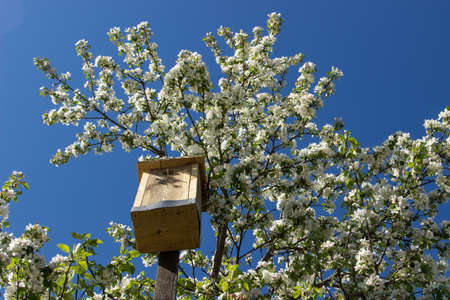Blossoming apple tree with nesting boxの写真素材