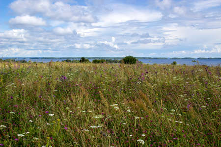 summer rural landscapeの写真素材