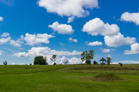 summer rural landscape