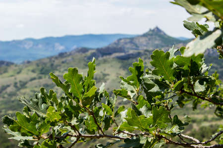 Crimean mountain landscape. View from Karadag volcano through oak leavesの写真素材
