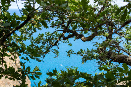 Blue sea through leavesの写真素材