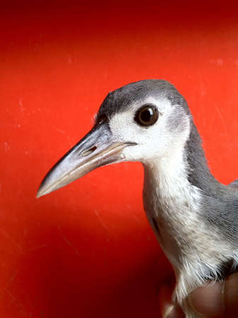 wak wak birdの素材