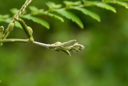 A youg leave in the morning hourの写真素材