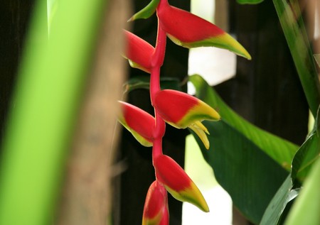 the heliconia rostrata  species a.k.a lobster claw flowers  in my home gardenの写真素材