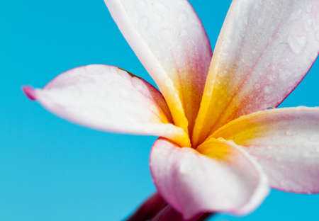 the pink frangipani with the blue background in horizontalの写真素材