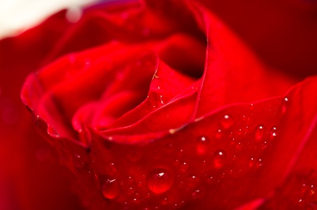close up view of the red rose with water droplets on the petalsの写真素材