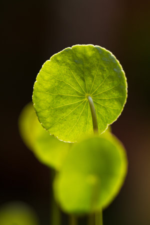 Centella asiatica leaves under the bright morning sun isolated with dark background
