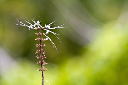 Misai Kuching (Orthosiphon) flower in the morning sun の写真素材