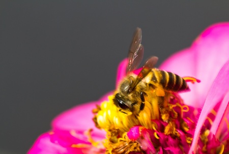 honey bee on pink flower collecting nectarの写真素材