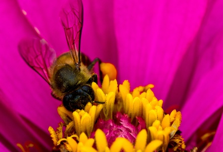 one worker bee busy collecting pollen from a flowerの写真素材
