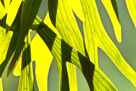 veins in the leaves