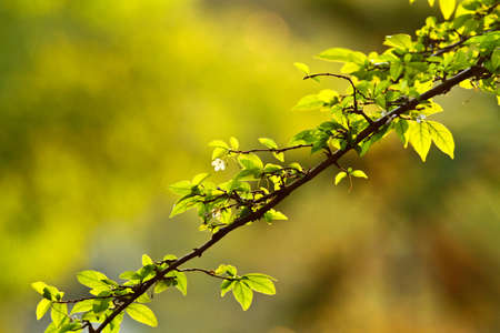 green leaves in the morningの写真素材